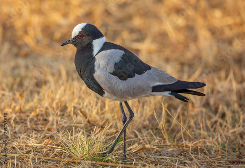 Birdlife in the Rietvlei Nature reserve close to Pretoria, South Africa