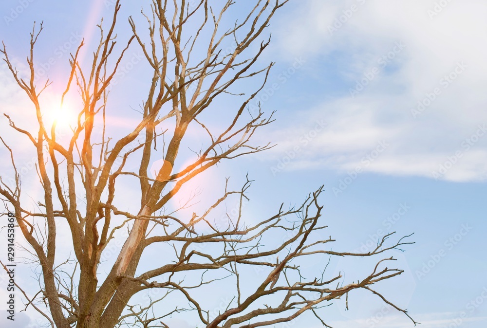 Close up photo of dead tree in field with lens flare in background Close up photo of dead tree in field with lens flare in background
