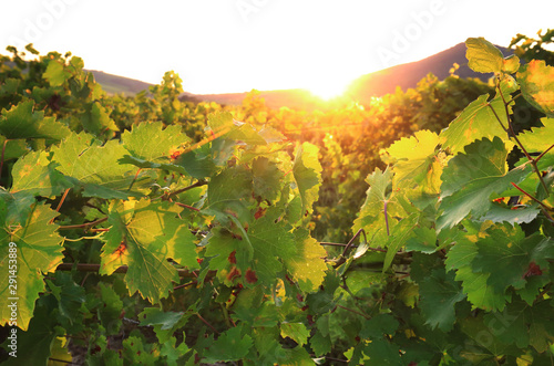 Detail of vineyard at sunny morning