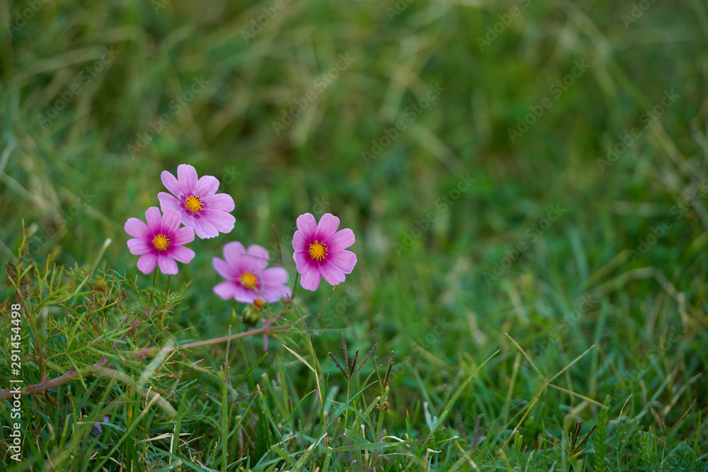 Colorful flowers, selective focus on pink flower Colorful flowers, selective focus on pink flower
