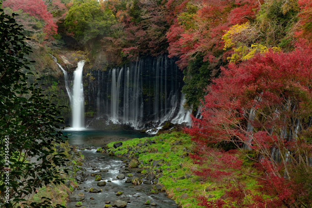 Fototapeta Autumn color of yellow and red maple leaves at Shiraito waterfall near Mount Fuji, Shizuoka, Japan. Concept of nature, relax, environtment.