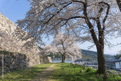 Sakura blooming at Tottori castle ruins, Japan