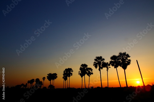 sugar palm Silhouette