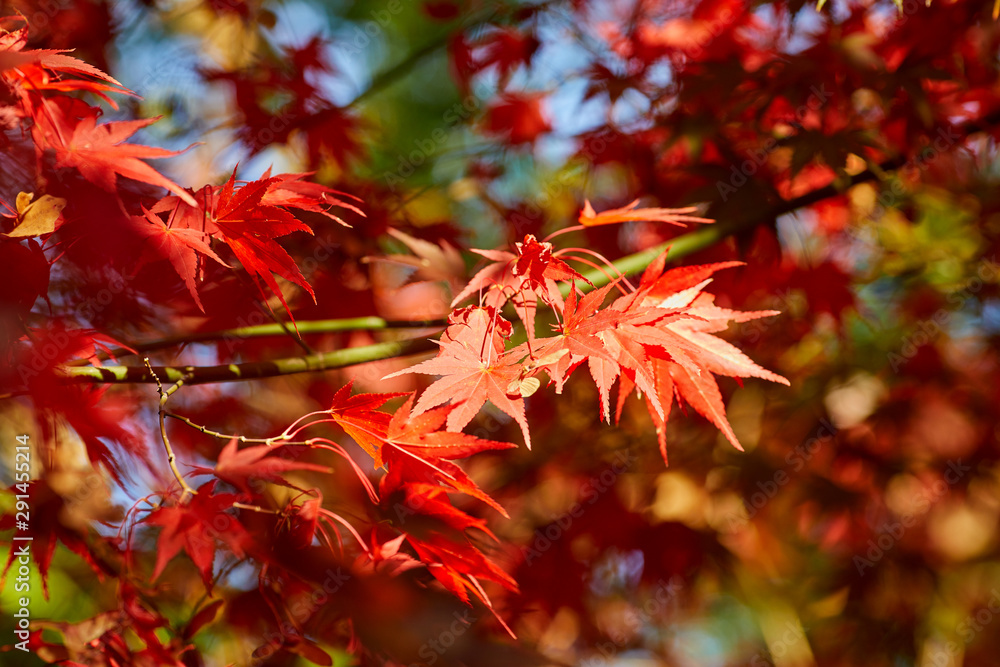 A beautiful autumn background with falling leaves. A beautiful autumn background with falling leaves.