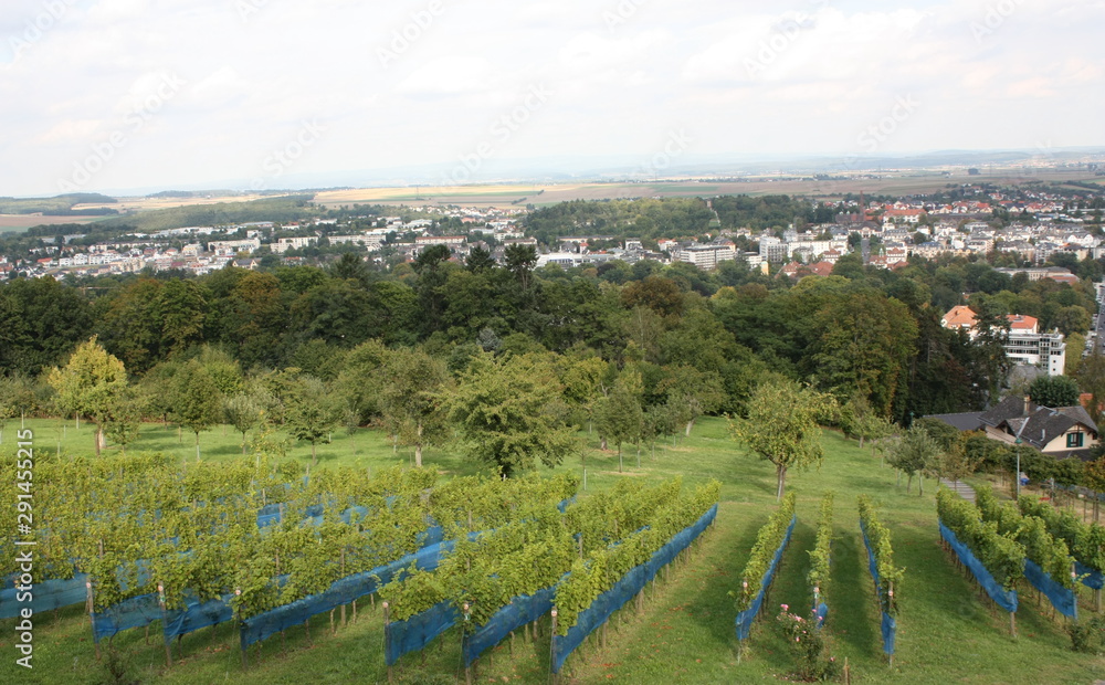 Weinanbau in Bad Nauheim mit Ausblick