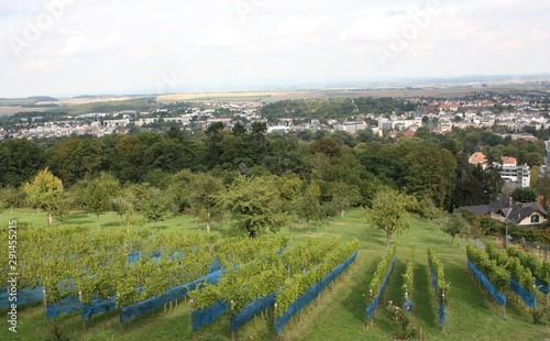 Weinanbau in Bad Nauheim mit Ausblick