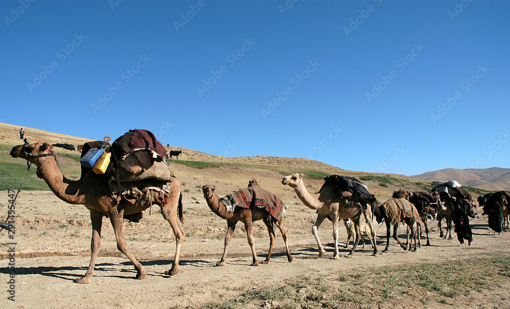 Chaghcharan in Ghor Province, Afghanistan. A camel train crosses a remote landscape near to the town of Chaghcharan in Central Afghanistan. The camels are carrying heavy loads.