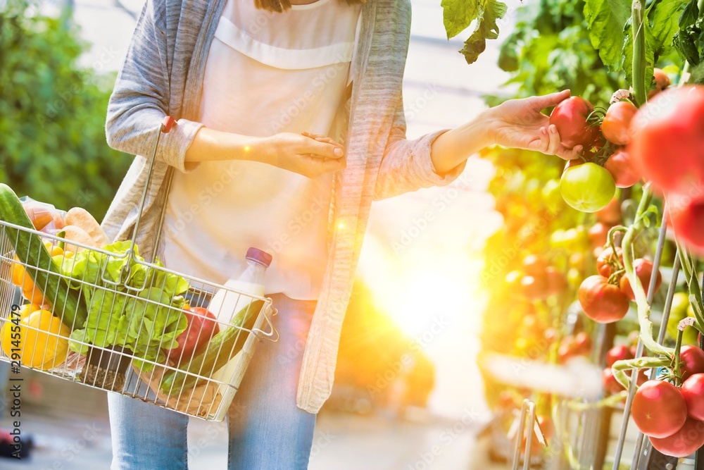 Woman carrying basket while buying and picking tomatoes in greenhouse with yellow lens flare in background - obrazy, fototapety, plakaty 