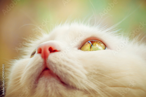 White cat closeup © Ирина Никошенко