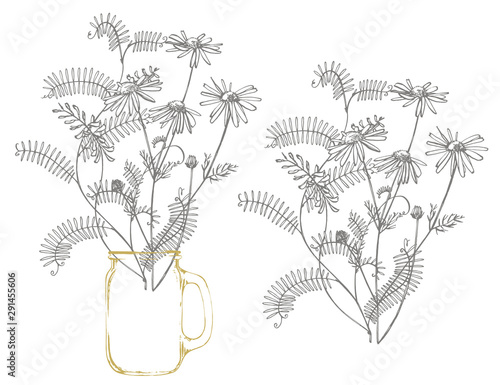 Branch of wild plant Vicia cracca. Tufted Vetch or Vicia cracca, vintage engr...