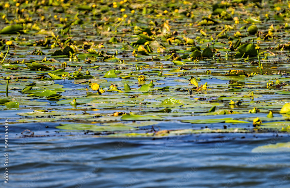 Yellow water flower on the surface of the water	