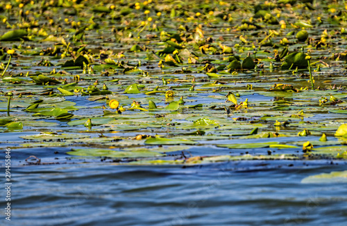 Yellow water flower on the surface of the water 