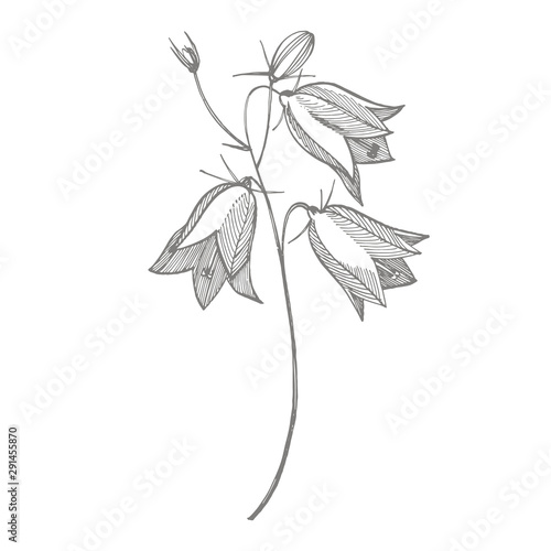 Bellflower blossoms, leaves and bouquets set. Natural summer, spring meadow plants monochrome. Floral natural illustration for poster, textile decoration. Botanical plant illustration