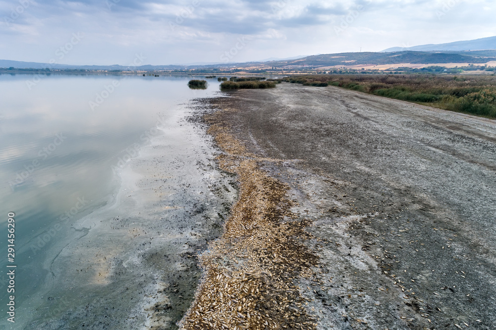 Fototapeta premium Thousands of dead fish around Lake Koroneia in northern Greece