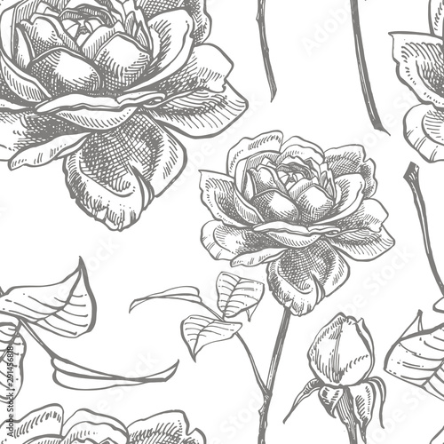 Wallpaper Mural Roses. Hand drawn flower set illustrations. Botanical plant illustration. Vintage medicinal herbs sketch set of ink hand drawn medical herbs and plants sketch. Seamless patterns Torontodigital.ca