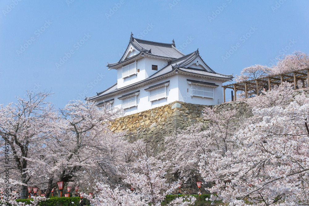 Tsuyama castle with sakura blooming season Tsuyama castle with sakura blooming season