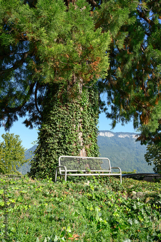 Sitzbank unter dem Wellingtonia-Baum beim Kollegium St. Fidelis, Stans, Nidwalden, Schweiz photo