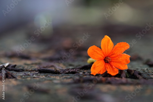 Cordia sebestena orange flower closeup. photo