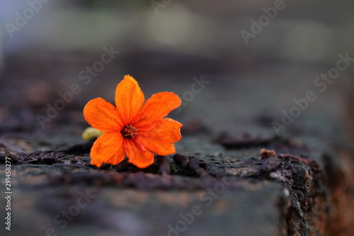 Cordia sebestena orange flower closeup. photo