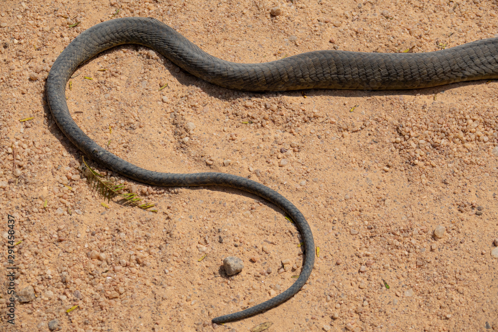 Obraz premium Dendroaspis polylepis, black mamba skin tail on the ground