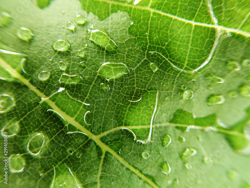 Water droplet on green leaf 