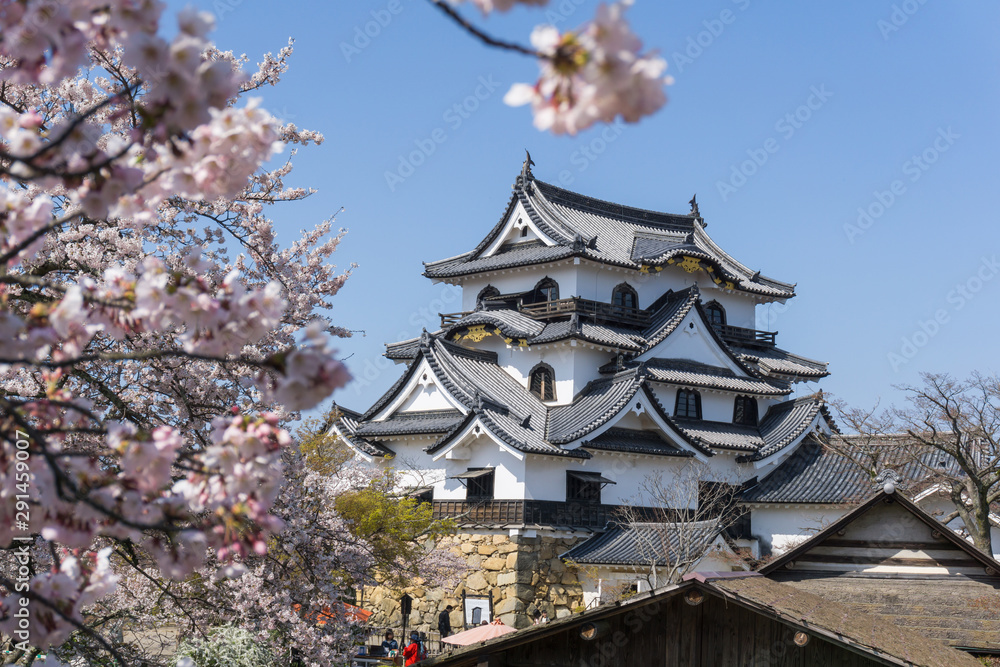 Hikone castle with sakura blooming season Hikone castle with sakura blooming season