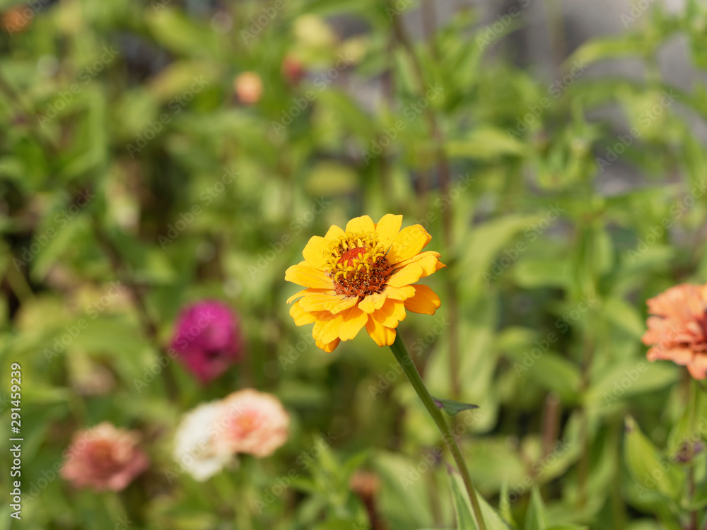 Zinnia elegans ou zinnia violacea - Zinnia élégant ou zinnia commun à pétales simples de couleur jaune au sommet d'une tige duveteuse Zinnia elegans ou zinnia violacea - Zinnia élégant ou zinnia commun à pétales simples de couleur jaune au sommet d'une tige duveteuse