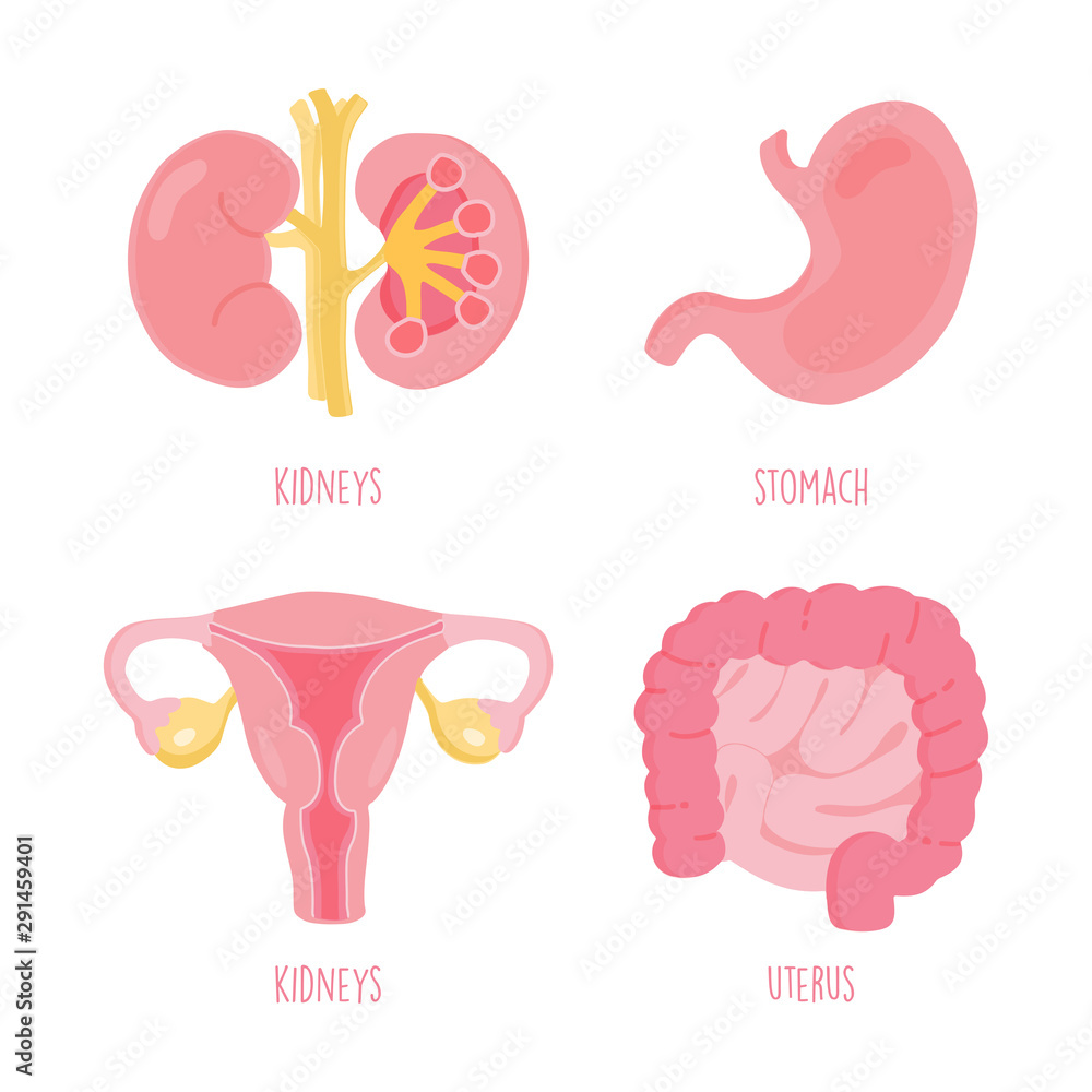 Set of human internal organs including stomach, intestine, uterus and kidneys