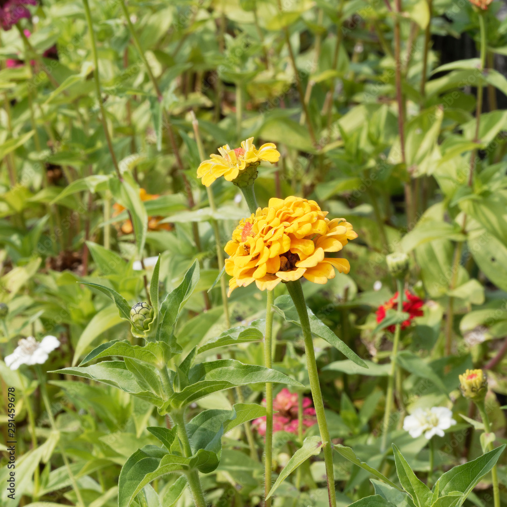 Zinnia elegans ou zinnia violacea - Zinnia élégant ou zinnia commun à pétales simples de couleur jaune au sommet d'une tige duveteuse Zinnia elegans ou zinnia violacea - Zinnia élégant ou zinnia commun à pétales simples de couleur jaune au sommet d'une tige duveteuse