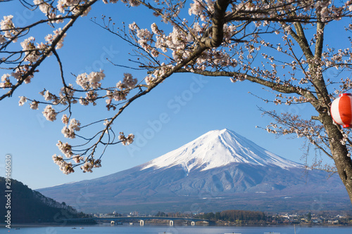 Mt.Fuji with sakura blooming season © anujakjaimook