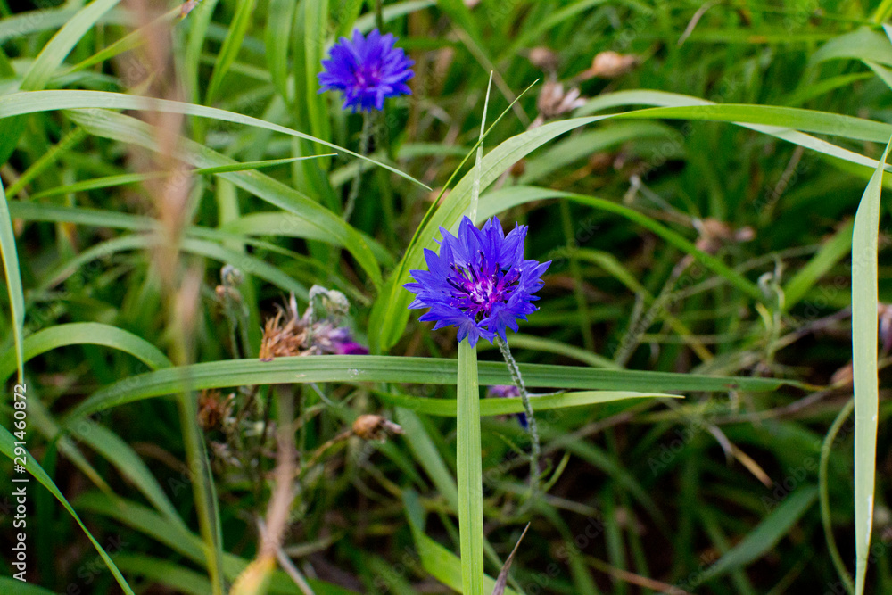 Cornflower on the field, wildflowers, close-up, Cornflower on the field, wildflowers, close-up,