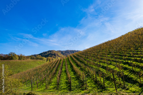 Winnice w Valdobbiadene
