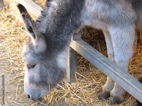 un bonito, pequeño y suave burro catalán comiendo paja del suelo en la exposición de animales de la feria de la Candelera de Molins de Rei Barcelona photo