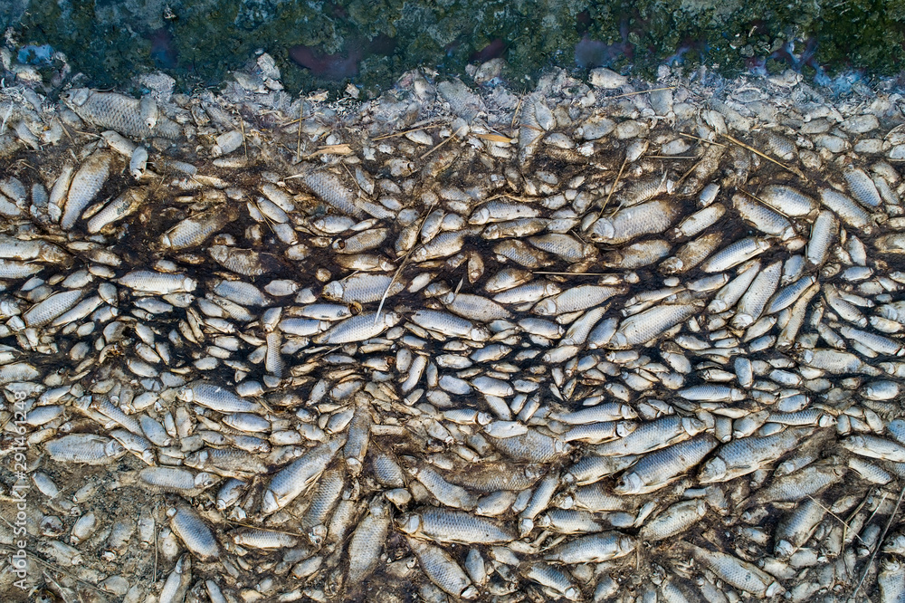 Thousands of dead fish around Lake Koroneia in northern Greece Thousands of dead fish around Lake Koroneia in northern Greece