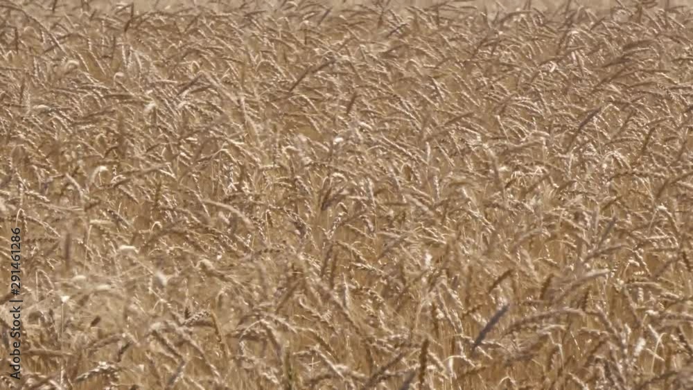 fields of ripe wheat swaying in the wind fields of ripe wheat swaying in the wind