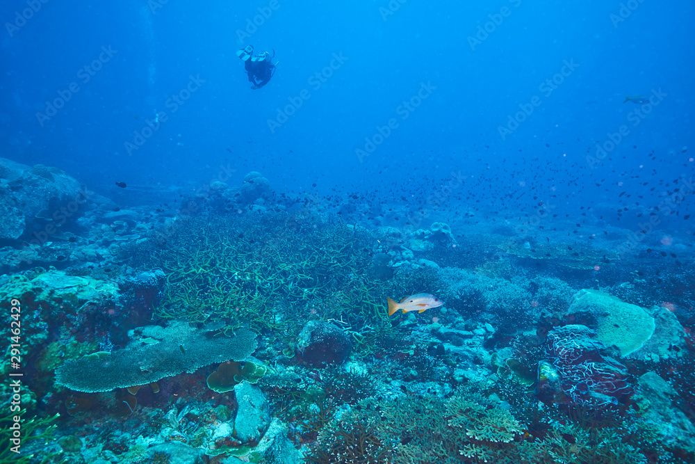 Naklejka premium one spot snapper