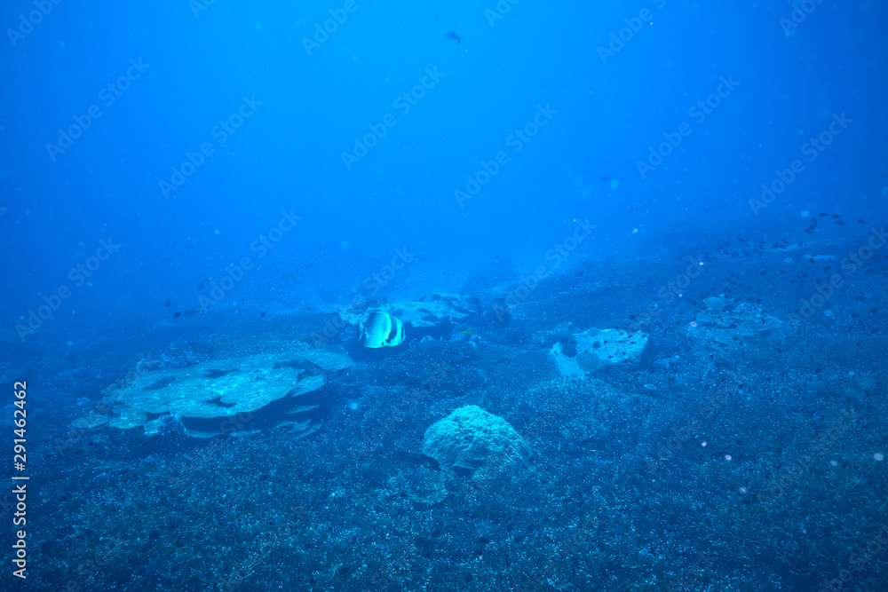 Longfin Spadefish