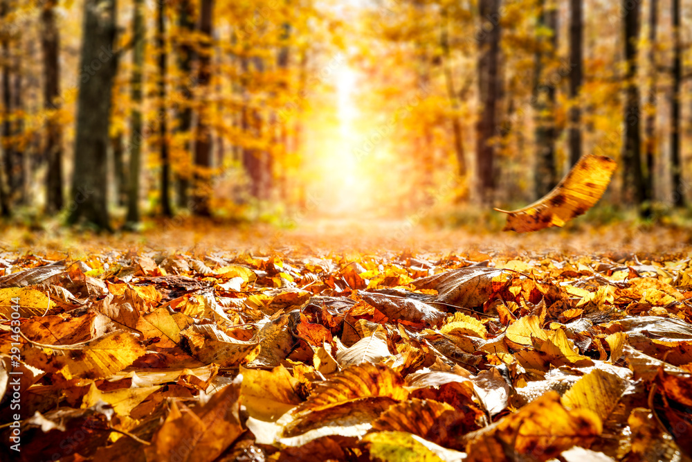 Autumn leaves background in forest and free space for your decoration. 