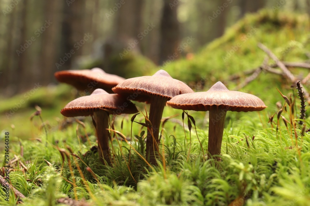 Fototapeta premium Family of mushrooms on a green moss