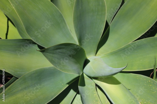 Background of Agave