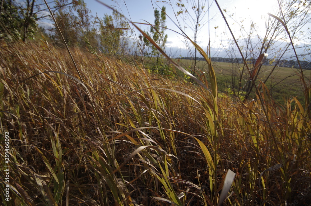 Fototapeta premium grass in the forest