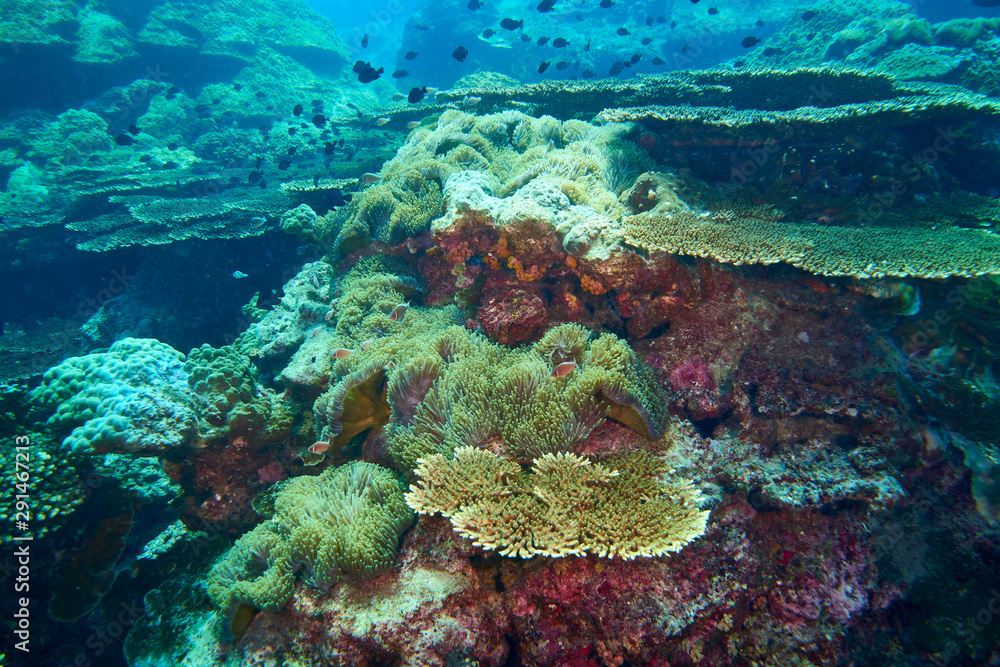 Naklejka premium Pink Anemonefish