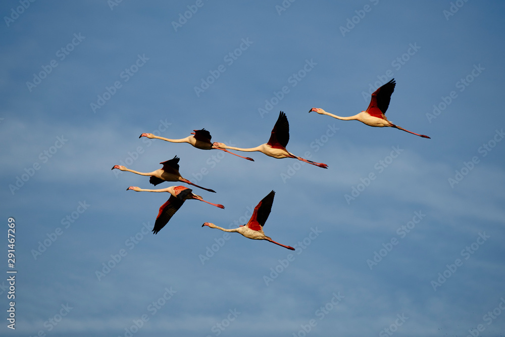 Common Flamingo group (Phoenicopterus roseus) flying, over the Fuente de Piedra lagoon in Malaga. Spain