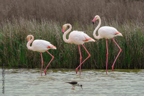 Group of common flamingos in the Laguna de Fuente de Piedra, Malaga. Spain.