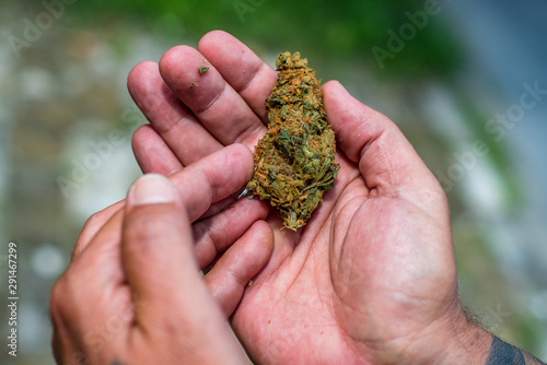 Big marijuana bud shown in hand