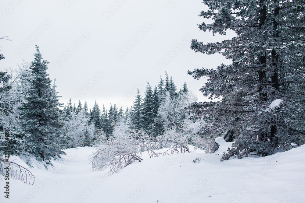 Beautiful snowy winter forest in the mountains Beautiful snowy winter forest in the mountains
