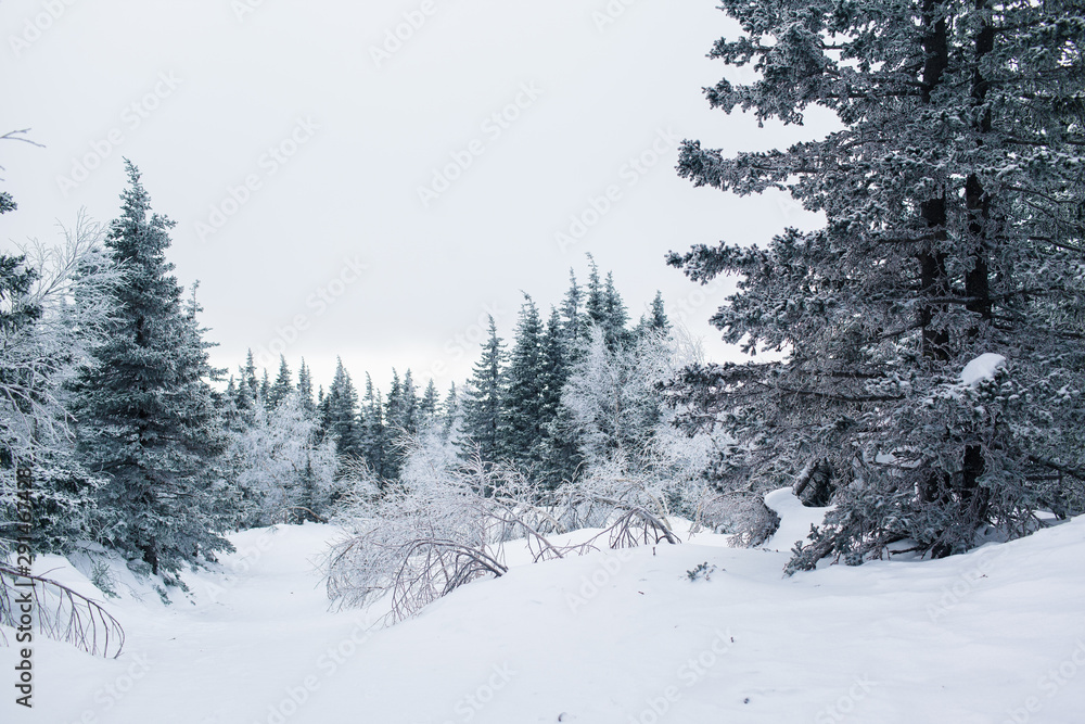 Beautiful snowy winter forest in the mountains