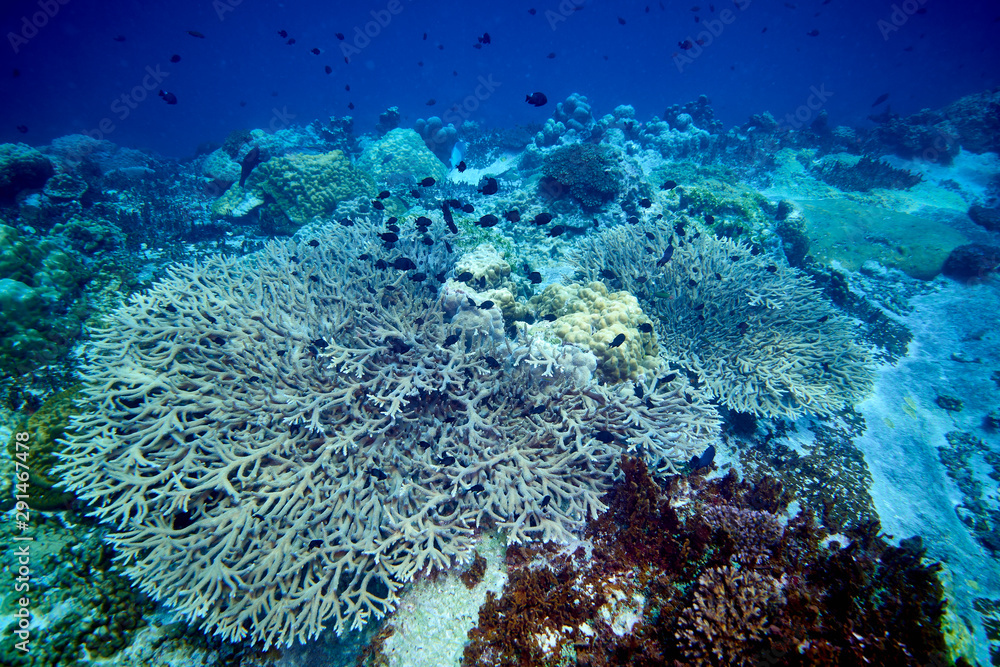 Fototapeta premium Losin south of Thailand 2018