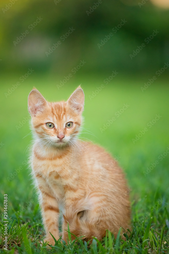 Young orange male cat sit on grass with blurred green background Young orange male cat sit on grass with blurred green background
