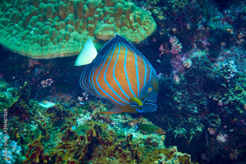 Blue Ring angelfish